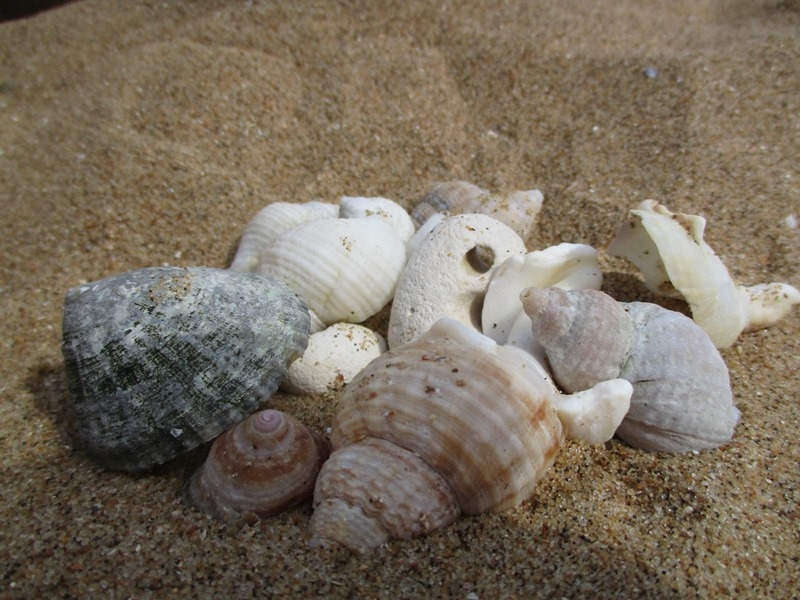 Gilwell Express 2017